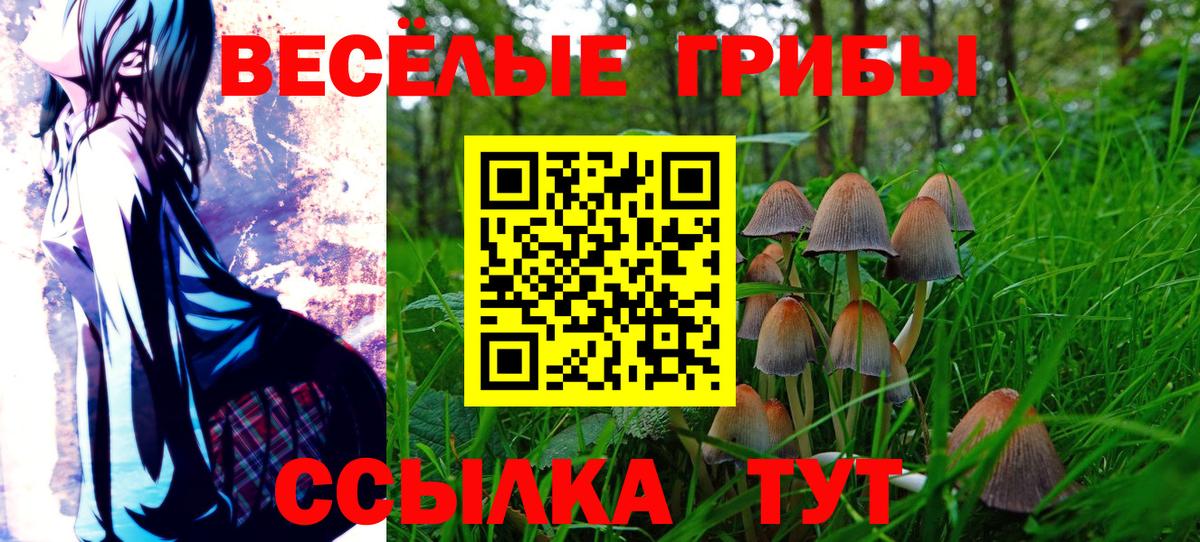 Галлюциногенные грибы Psilocybine cubensis Карасук